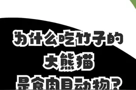 为什么吃竹子的大熊猫是食肉目动物？#十万分好奇  #十万讲解员  #动物  @抖音青少年视频封面