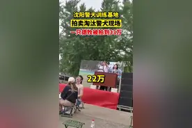 7月7日，辽宁沈阳。沈阳警犬训练基地，拍卖淘汰警犬现场，#一只淘汰警犬被拍到33万。视频封面