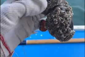 一只包浆的波士顿龙虾，必须来个大保健护理一下视频封面