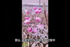 盆栽玉兰花施肥，掌握3点，植株生长旺盛，开花大又香视频封面