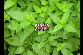 薄荷与留兰香的区别，留兰香不含薄荷脑、薄荷油；#大自然的馈赠视频封面