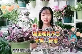 油画婚礼吊兰修剪扦插，实际操加详细解说，新手也能一学就会视频封面