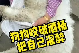 #萨摩耶咬破酒桶把自己灌醉，网友：酒不醉狗，狗自醉视频封面