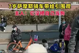 7岁萨摩耶骑车带娃遛弯引路人围观，主人：它没把自己当狗，把自己当人了。