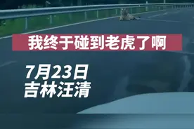 吉林汪清，男子驾车偶遇野生东北虎，激动语无伦次。“终于碰到老虎了，想下去拥抱合影”#保护野生动物 #东北虎视频封面