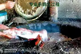 专业杀鹅全过程#原创视频 #神奇大自然视频封面