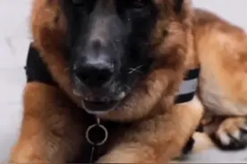 他是2岁时救出15人的功勋搜救犬，他是打破常规带它一起退役的训导员。“沈氏兄弟”，温暖寒冬。#搜救犬视频封面