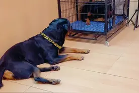 一坨竟然把母老虎当成情敌，最后的小眼神亮了😂#抖音动物图鉴