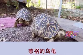 注意：野生陆龟是国家二级保护动物，贩卖犯法！#乌龟 #养龟视频封面