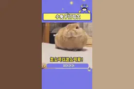 #萌宠 我们小兔兔打哈欠也太可爱啦！视频封面
