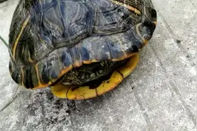 今早在路上捡了个龟，听说捡到乌龟预示着吉利，象征长寿安逸富贵视频封面