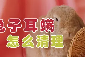 兔子耳螨清理需要用专门的洗耳液，
以及做好日常卫生和营养补充视频封面