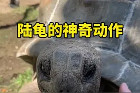 为什么巨龟一被挠脖子就站起来？#何山爱龟说