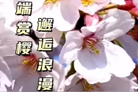 云端赏樱  邂逅浪漫视频封面