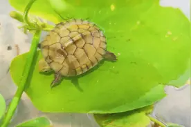 刚出壳小青龟处理及其注意事项，干货满满一定要看完哦