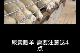 尿素喂羊这4点需要注意，否则羊可能中毒#养殖 #养羊 