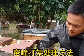 #养殖 #养蜜蜂教程，蜜蜂打架处理方法半斤水配两小瓶蜂洁十分钟见效，百分百不会在打架视频封面