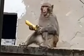野生猴哥连续两天造访杭州一小区，业主：你真的不见外啊。（供稿：钱江视频）@抖音短视频视频封面