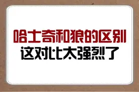 哈士奇跟狼的区别是？我已经笑哭了😂#萌宠 #可爱 #动物 #沙雕 #鹤宝宝一起新鲜成长 #涨知识视频封面