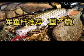 军鱼竿推荐（国产篇）#路亚军鱼