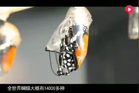 世界上最美的十种蝴蝶视频封面