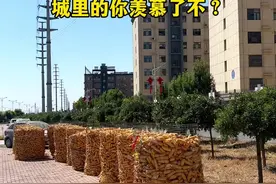 定州铁西西坂新村，村外有良田 村内有高楼，楼下屯起玉米剁，城里的你羡慕了不？#看定州 #家乡的变化 #百姓生活 #农村视频封面