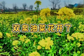 济南长清油菜花开了，免费遛狗赏花好去处，附带导航攻略#遛狗视频封面