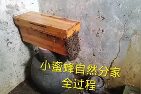 蜜蜂是这样分家，发展更多群体，为人类粮食作贡献，请爱护小蜜蜂视频封面