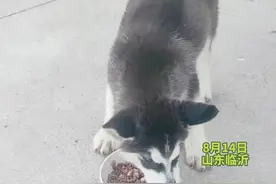 哈士奇吃完饭非要和碗打架 它认为碗偷吃了狗粮视频封面