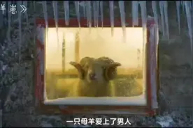 母羊爱上人类，却没想到带来了一场灾难#动物世界 #人与动物视频封面