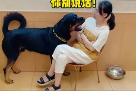 一坨这狗仗人势的功夫已经练到炉火纯青了😂#抖音动物图鉴视频封面