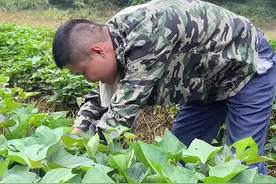 嫁人不嫁妈宝男，娶妻不娶扶弟魔。视频封面