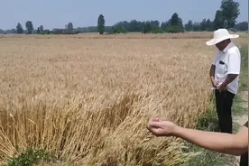 一款为种田大户增产增收保驾护航的好产品一一保美乐，能提高水稻