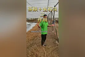 #细锋哥 #南美白对虾养殖 #水产养殖 茶麸+生石灰（三）作用@抖音短视频