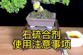 柏树盆景如何保养？石硫合剂使用注意事项。#盆景 #柏树盆景 #盆景制作视频封面