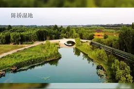 5•22国际生物多样性日”系列宣传-河南省生物多样性保护典型案例一一践行湿地鸟类保护 保护极危物种青头潜鸭@生态环境部 @抖音短视频视频封面