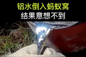 把1100度的铝水倒进蚂蚁窝会发生什么！#dou出新知 #科普#涨知识 