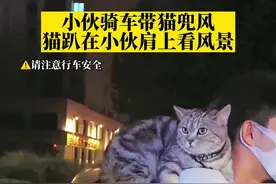 7月30日，河南洛阳。#小伙骑车带猫兜风，猫趴在小伙肩上看风景 路人：神奇！视频封面