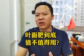 叶面肥到底值不值得用？叶面肥如果用不对，用了也没用。#三农视频封面