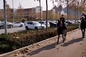 7岁学生骑马上学！他爹骑汗血宝马陪同视频封面