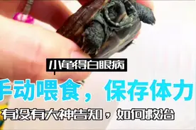 小草龟冬眠后不睁眼不吃东西，手动喂食，有没有大神指教如何救治视频封面