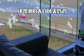 这澳洲鹦鹉也太泛滥了。#旅行 #澳骄攻略