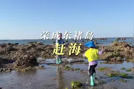 这个周六日非常适合在东楮岛赶海，周六是下午3点干潮，周日是4点