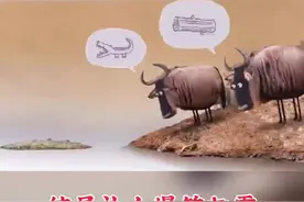 到底是木头还是鳄鱼#搞笑配音 #动画 #动物 
