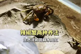 迷你辣椒蟹的两种不同养法，生态泥挖洞，苔藓水陆缸