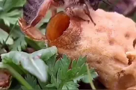 #中蜂 蜂王胎如何长大变成蜂王，#中蜂养殖 #蜂王 #农家土蜂蜜