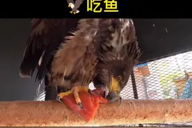 #野生动物零距离  #动物园 老鹰吃鱼视频封面