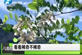 河南巩义，梨树、槐树八月竞相开放，为何秋天迎来第二春？视频封面