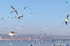海鸥头部逐渐变为黑色，即将要离开昆明了#看海鸥#昆明#海埂大坝视频封面