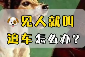 狗狗见人就叫，追车怎么办？两个小工具纠正它！#狗狗 #宠物 #边牧 #泰迪 #训犬 @DOU+小助手视频封面